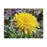 Dandelion Flower In Grass postcards