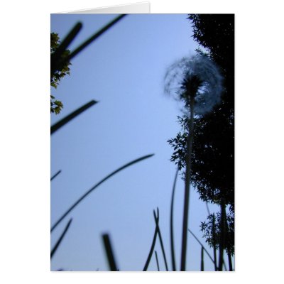 Dandelion from Below card by serenity_ii