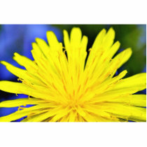 Dandelion In Blossom Cut Outs