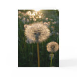 Dandelion in sun cards