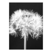 Dandelion Invitation