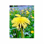 Dandelion On Field photo sculptures
