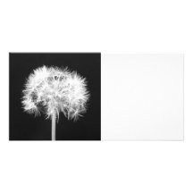 Dandelion Photo Card