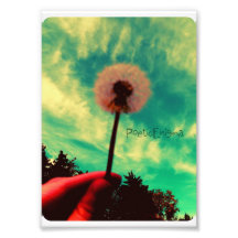 Dandelion Photo Print