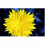 Dandelion photo sculptures