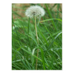 Dandelion Post Card