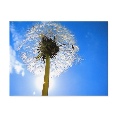 Dandelion Postcard by thehatch