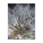 Dandelion postcards