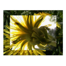 dandelion postcards