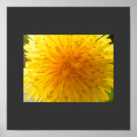 Dandelion poster posters