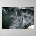Dandelion posters