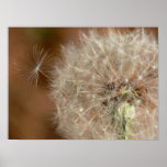 Dandelion posters