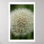Dandelion Print