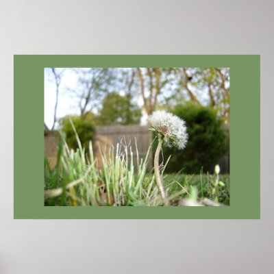 Dandelion Print by Beela7