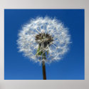Dandelion posters