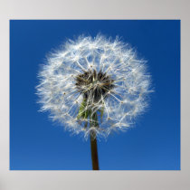 Dandelion Print