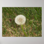 Dandelion posters