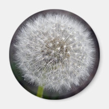 Dandelion Puff Magnet
