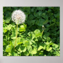 Dandelion Puff posters