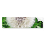 Dandelion Seed bumper stickers