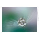 Dandelion seed cards