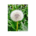 Dandelion Seed Photo Cut Out