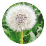 Dandelion Seed stickers