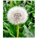 Dandelion Seed t-shirts