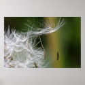 Dandelion Seeds Poster posters