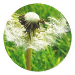 Dandelion Seeds stickers