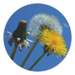 Dandelion stickers
