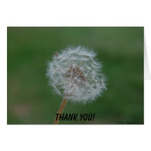Dandelion Thank You Crd Cards