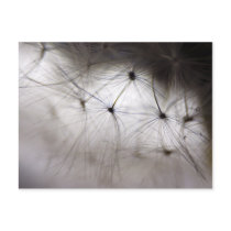 Dandelion Whisper art postcard