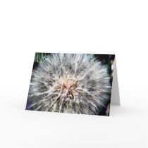 Dandelion Whisps Greeting Card