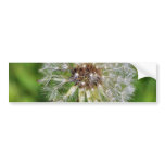 Dandelions 3 bumper stickers