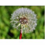 Dandelions 3 photo sculptures