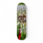Dandelions 3 skateboards