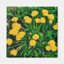 Dandelions Fridge Magnet