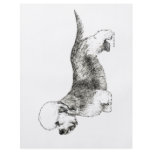 Dandie Dinmont Terrier flyers