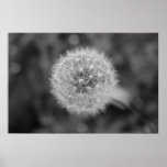 Dandilion posters