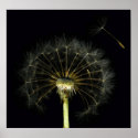 Dandilion Puff Fine Art Print