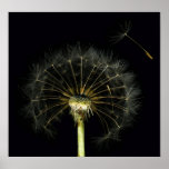 Dandilion Puff Poster posters