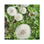 dandilions magnet