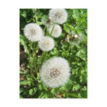 dandilions Postcard
