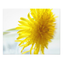 Dandy Dandelion Photographic Print
