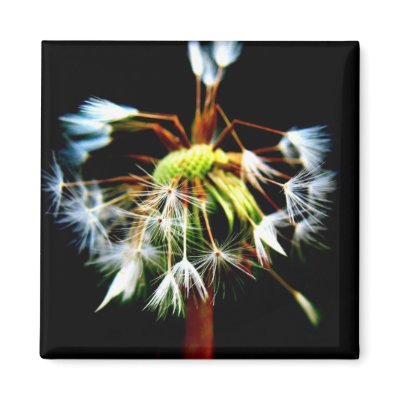 "Dandy" Fridge Magnet by ChelseaKerwath