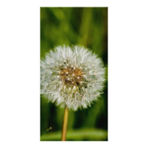 Dandy Lion Card Custom Photo Card