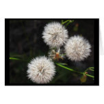 Dandylions cards