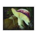 Danger in darkness postcards