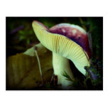 Danger in darkness postcards